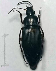 Poecilus sericeus